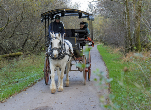 Jaunting Car www.killarneyavenue.com