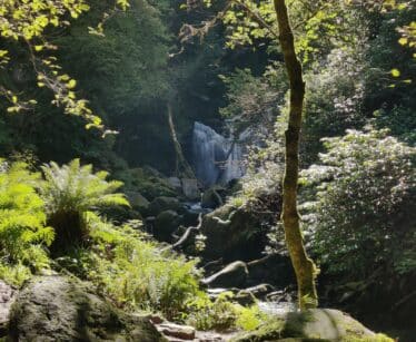 Serene forest view with cascading waterfall, lush greenery, ideal for nature lovers at tranquil hotel retreat.