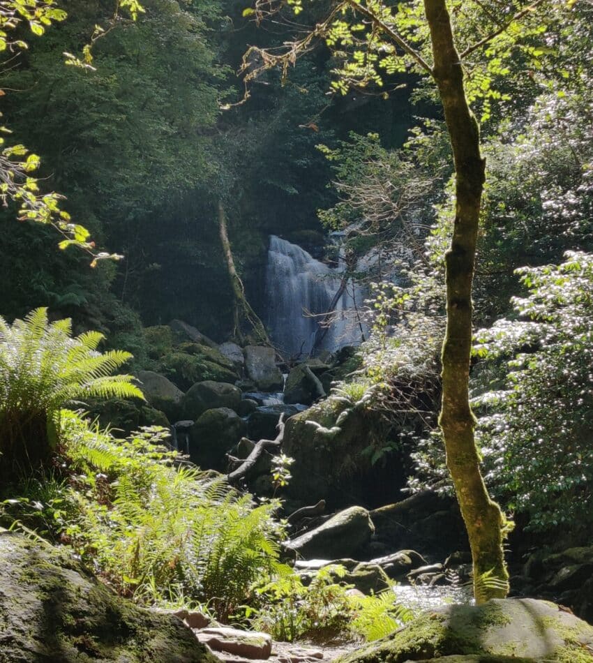 Serene forest view with cascading waterfall, lush greenery, ideal for nature lovers at tranquil hotel retreat.