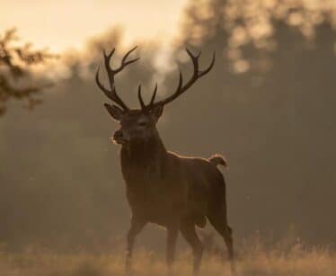 Majestic stag in sunlit forest; serene nature scene near countryside hotel for peaceful getaway.