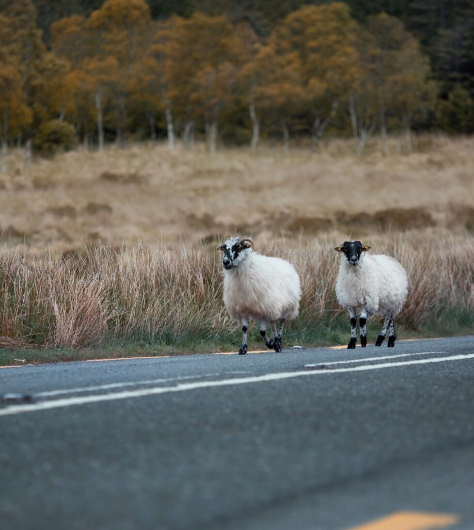 Scenic countryside view with sheep by the roadside near hotel, ideal for tranquil nature retreats.