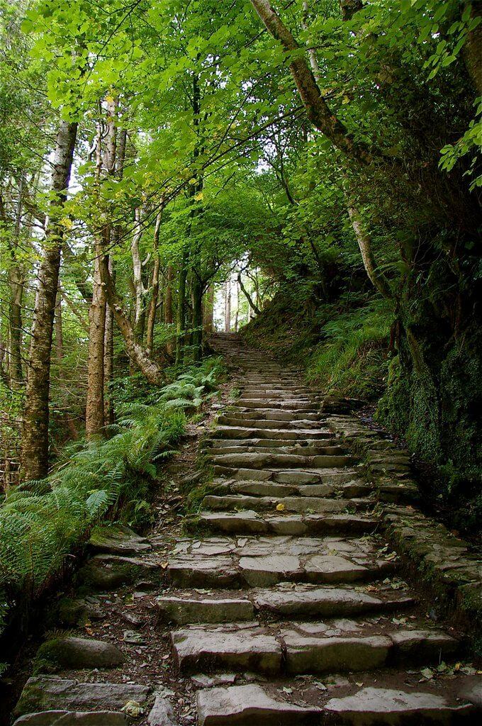 Serene woodland trail with stone steps surrounded by lush greenery, offering a relaxing nature walk experience at the hotel.