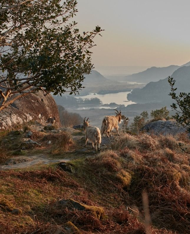 Activities & Experiences | Things To Do In Killarney