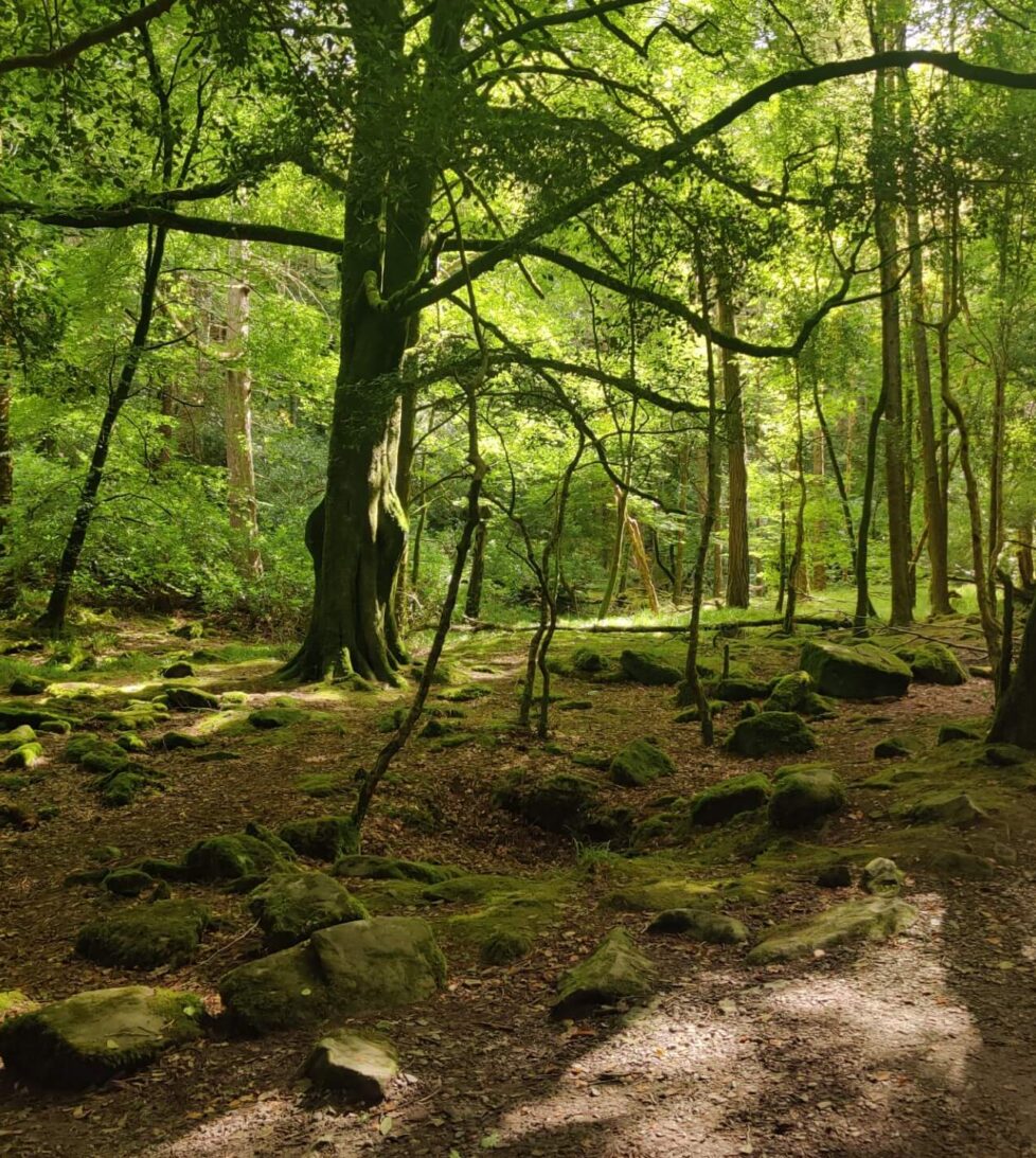 Serene woodland view near hotel with lush trees and dappled sunlight, perfect for nature walks and relaxation.