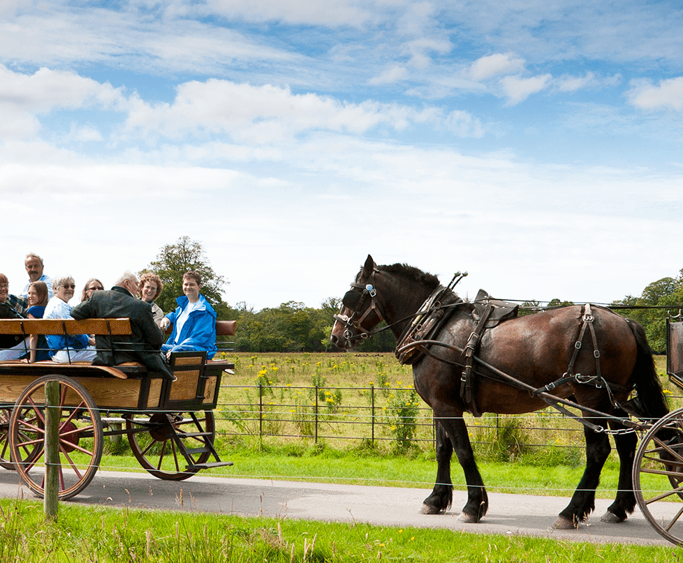 Guests enjoy scenic horse-drawn carriage ride through lush countryside at the hotel, under a bright blue sky.