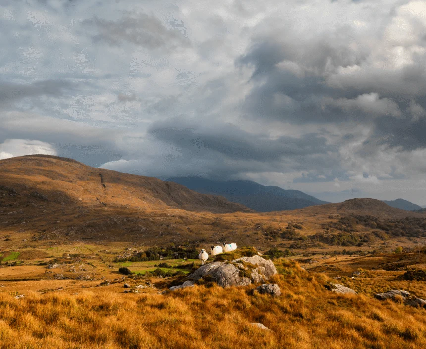 Rolling golden moorland with grazing sheep on a rocky outcrop, distant hills and dramatic cloudy sky—ideal countryside hotel walks and scenic views